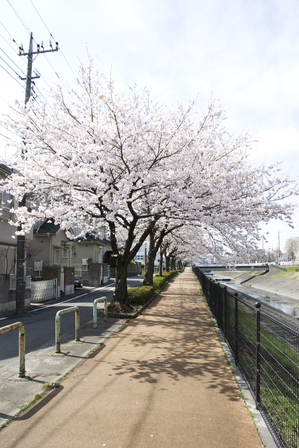 乞田川沿いの桜並木