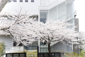 大妻女子大学の桜