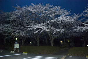 中央大学の桜